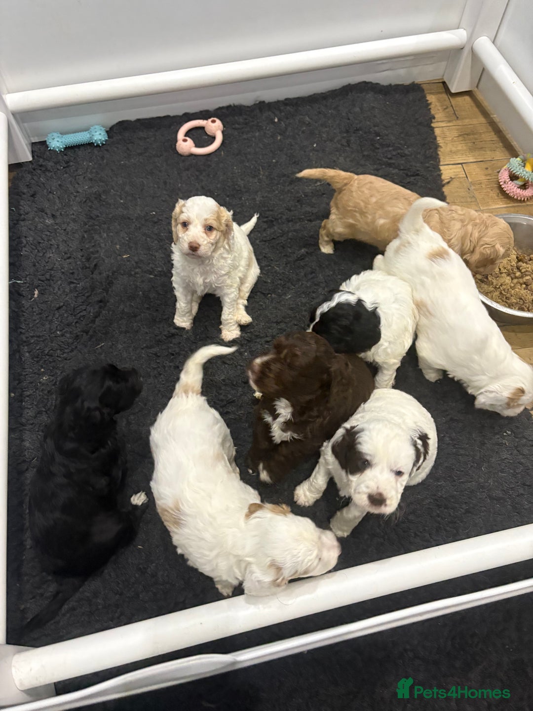 Clumber Spaniel dogs for sale: Clumber x puppies ready to leave 23/12/25 - Advert 3
