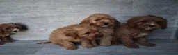 Cavapoo dogs for sale: Stunning F1 RED cavapoo boys and girls READY NOW - Advert 8