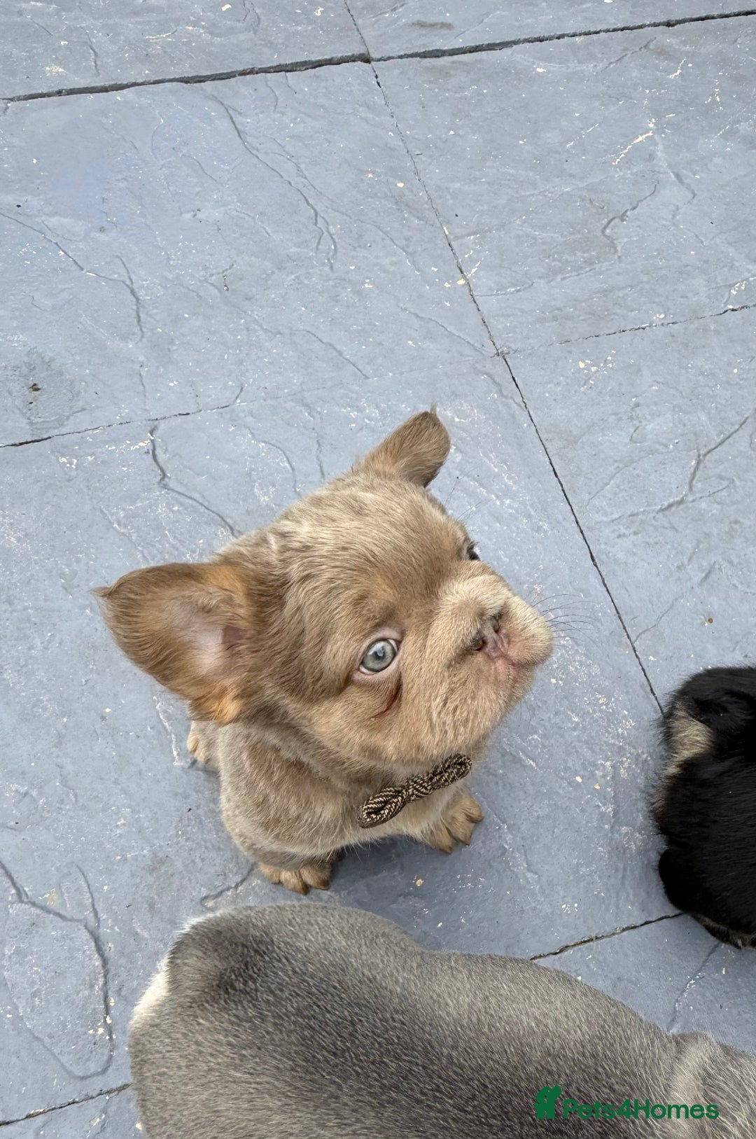 French Bulldog dogs for sale: Fluffy ** frenchies  - Image 13