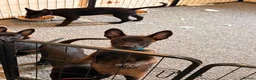 Belgian Shepherd Dog dogs for sale: Stunning Belgian Malinois Puppies  - Advert 2