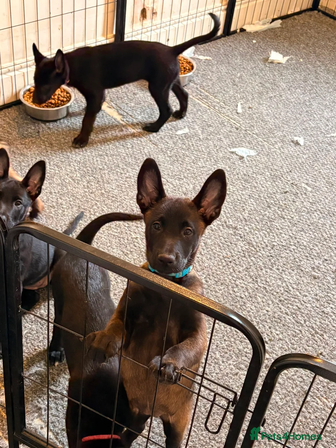 Belgian Shepherd Dog dogs for sale: Stunning Belgian Malinois Puppies  - Advert 2