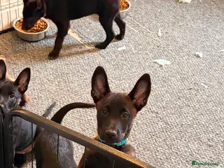 Belgian Shepherd Dog dogs Stunning Belgian Malinois Puppies - Advert 2