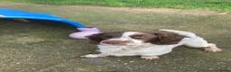 English Springer Spaniel dogs for sale: Pike, Springer Spaniel - Advert 4