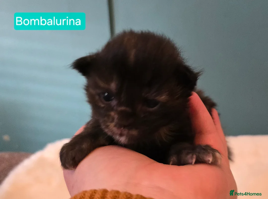 Maine Coon cats for stud: Maine Coon Large Red Tabby over 10kg in Hull - Advert 31