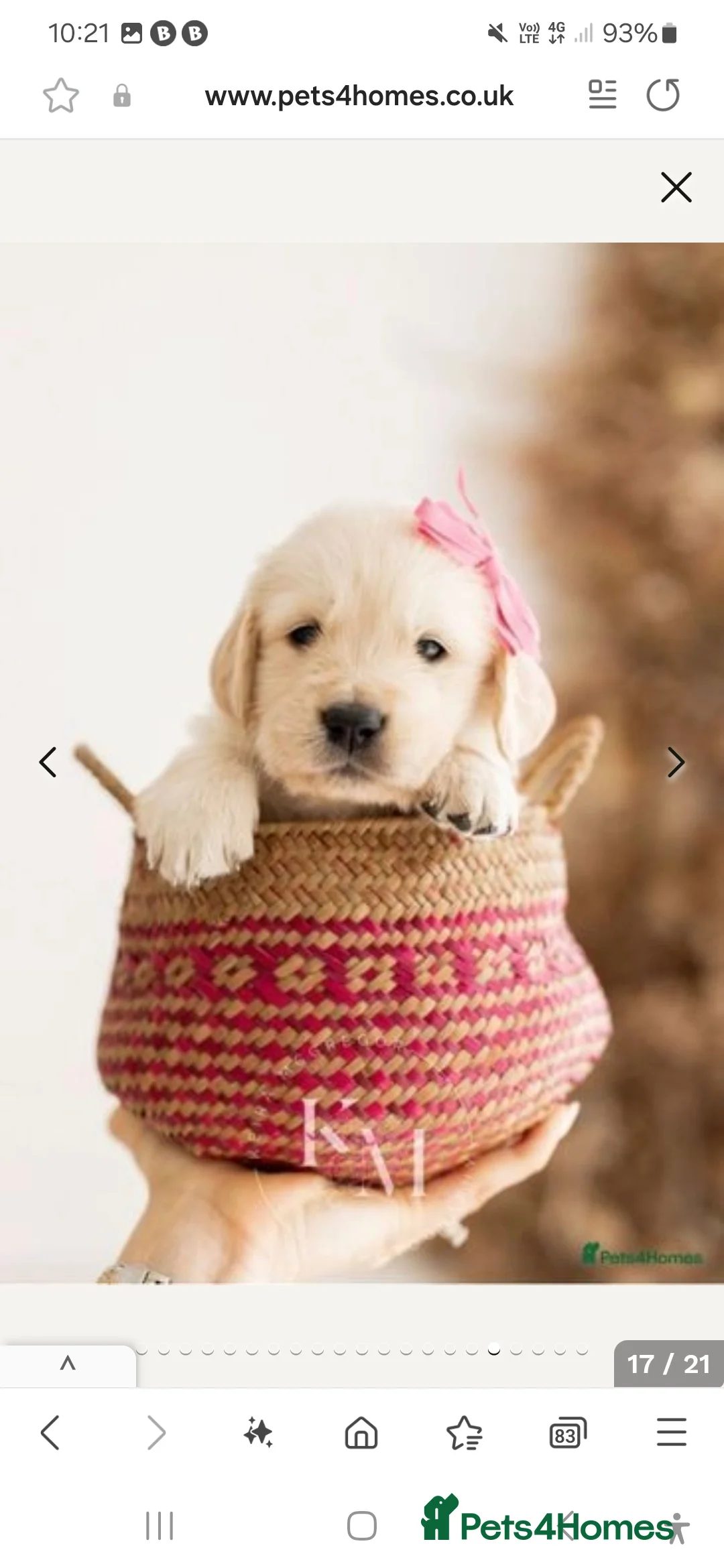 Golden Retriever dogs for stud: Gorgeous Proven KC Golden Retriever Stud in Bristol - Advert 9