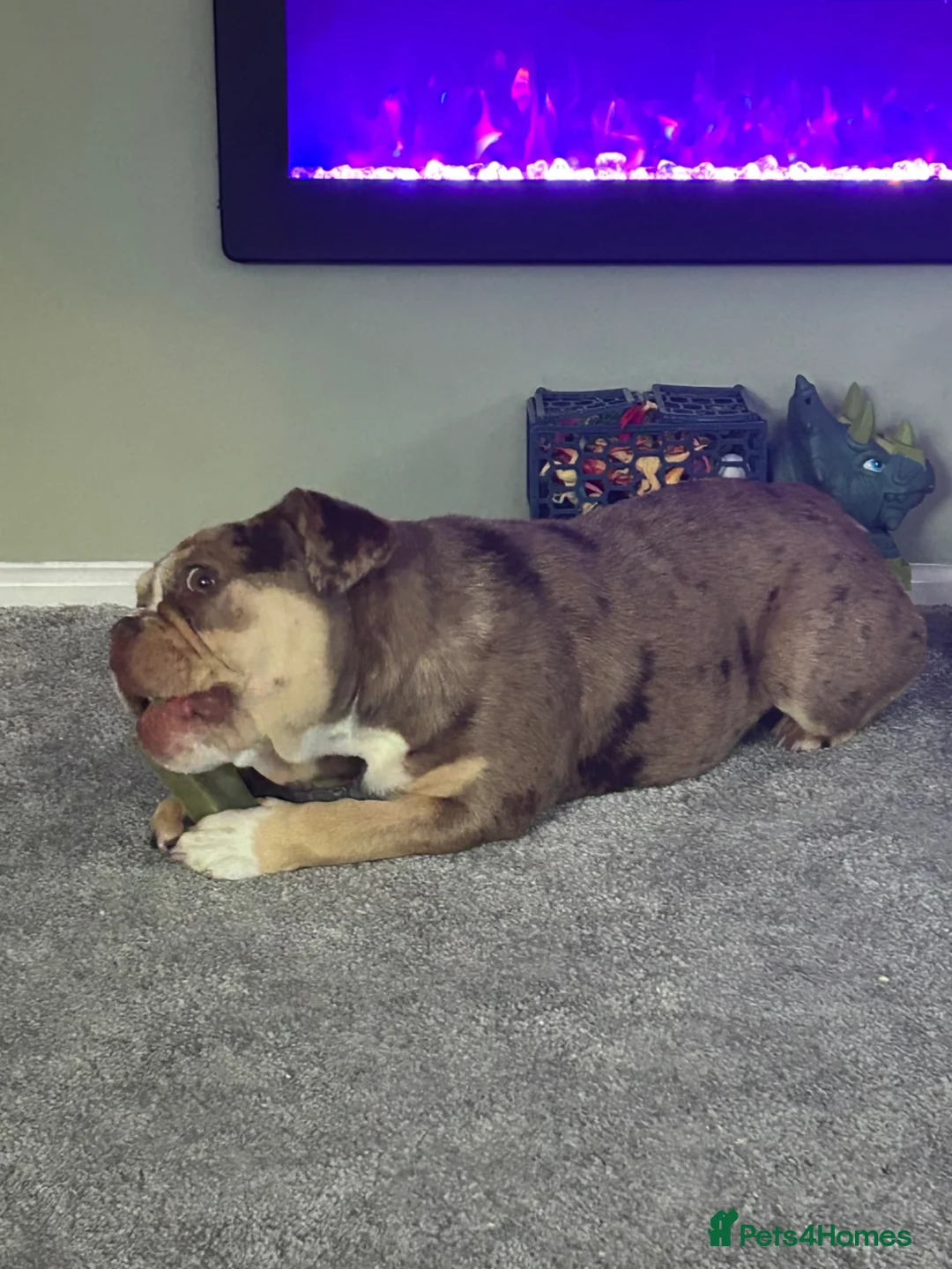 English Bulldog dogs for sale: English bulldog in Wellington - Advert 8