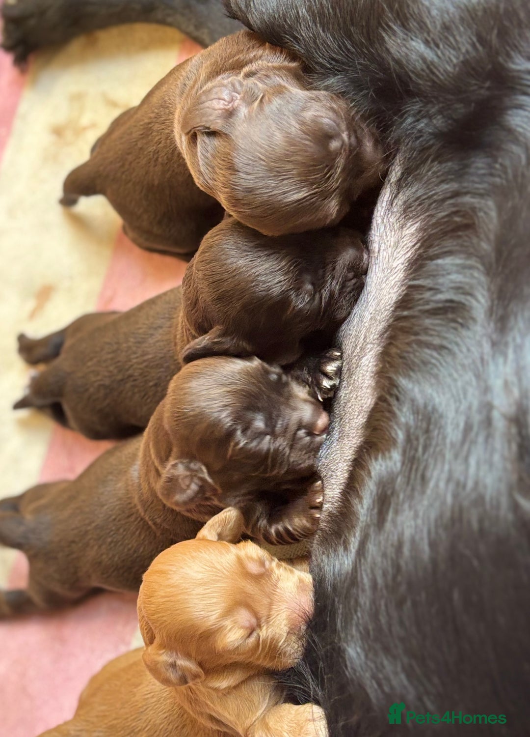Sprocker dogs for sale: Beautiful, Loveable Spaniels For Sale - Image 10