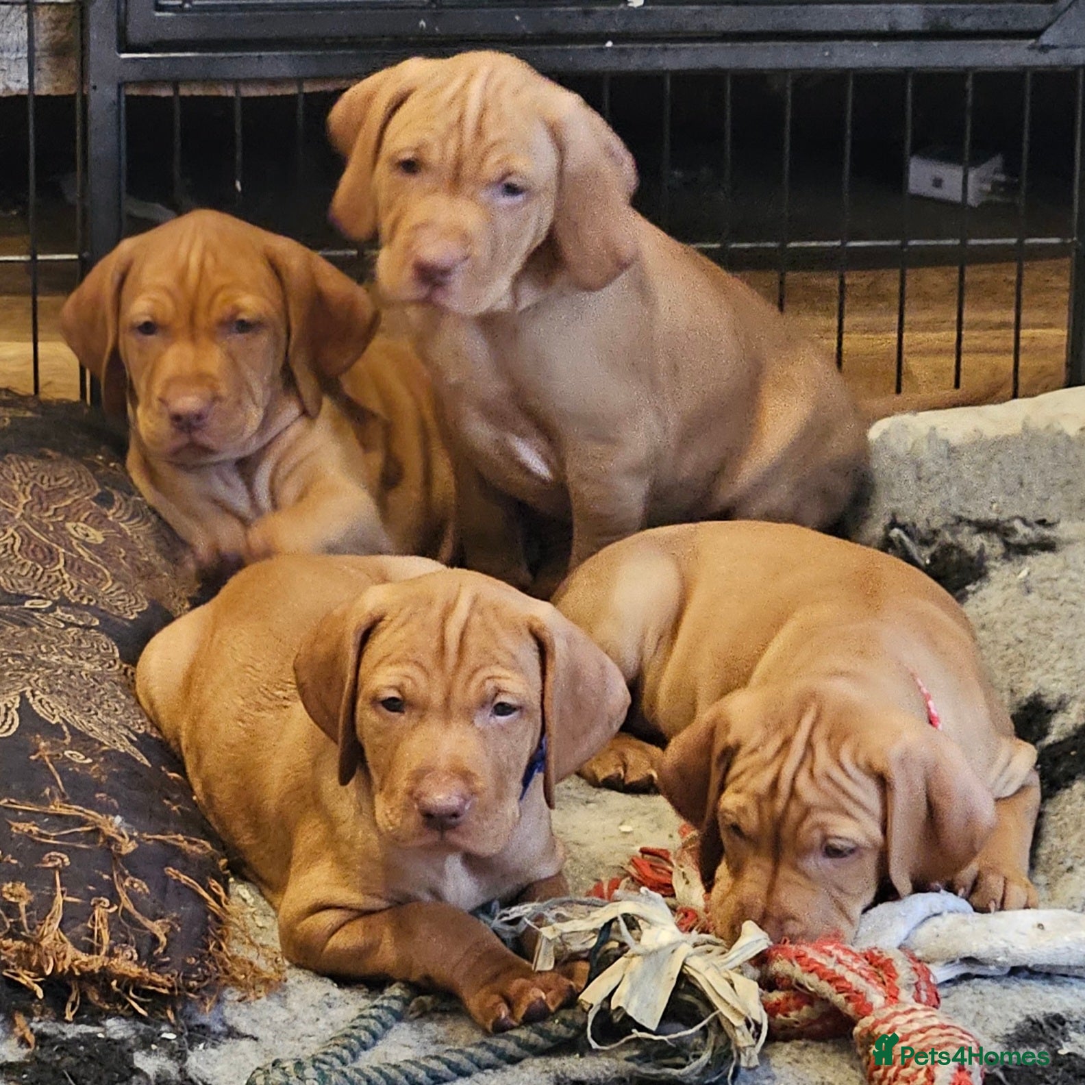 Hungarian Vizsla dogs Health checked KC reg strong Visla puppies.  - Advert 4