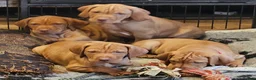 Hungarian Vizsla dogs for sale: Health checked KC reg strong Visla puppies.  - Advert 6