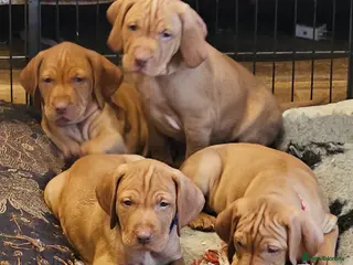 Hungarian Vizsla dogs Health checked KC reg strong Visla puppies. - Advert 4