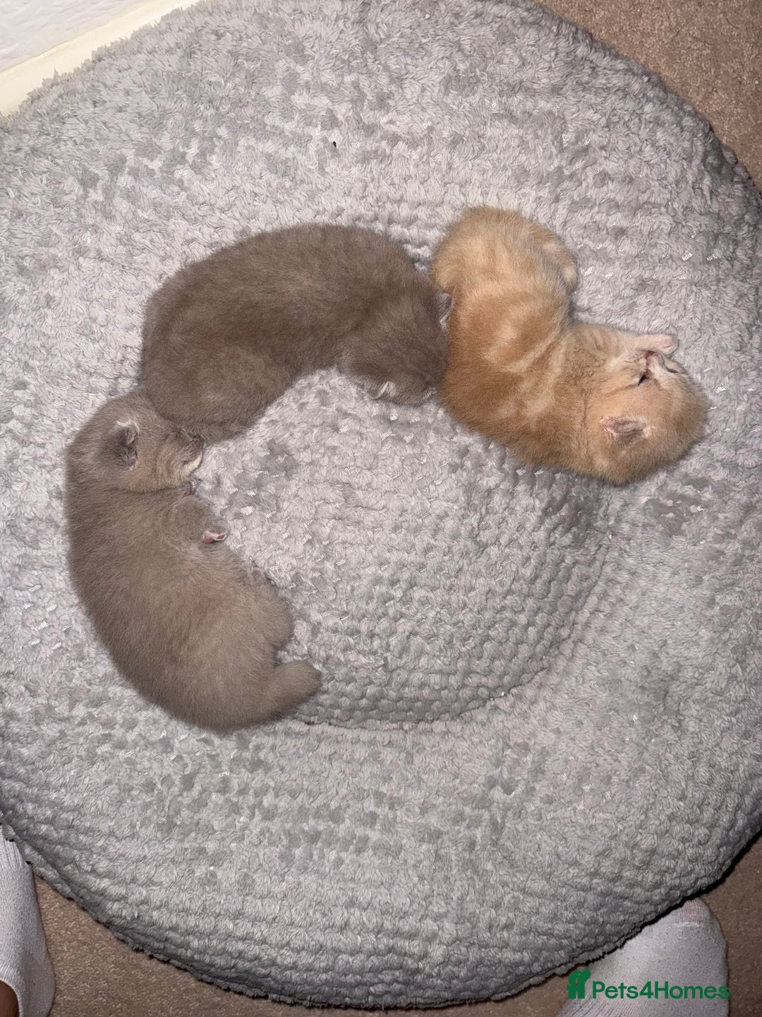 Scottish Fold cats for sale: 3 Adorable Scottish Fold Kittens🩷💙🩷 - Image 7