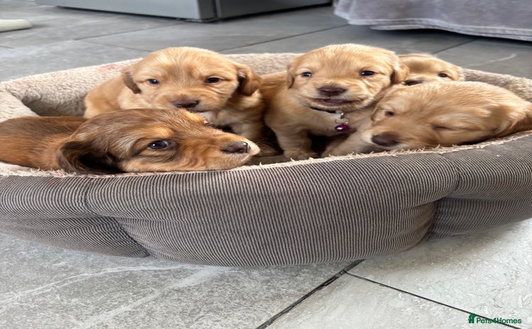 Mixed Breed dogs - Advert 3