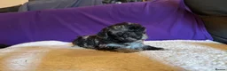 Toy Poodle dogs for sale: GORGEOUS Toy Poodles, DNA health tested parents  - Advert 14
