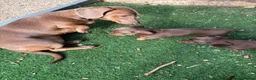 Dachshund dogs for sale: 4 beautiful chocolate dachshund puppy’s  - Advert 7