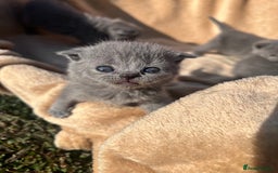 British Shorthair cats for sale: British Shorthair  - Image 9