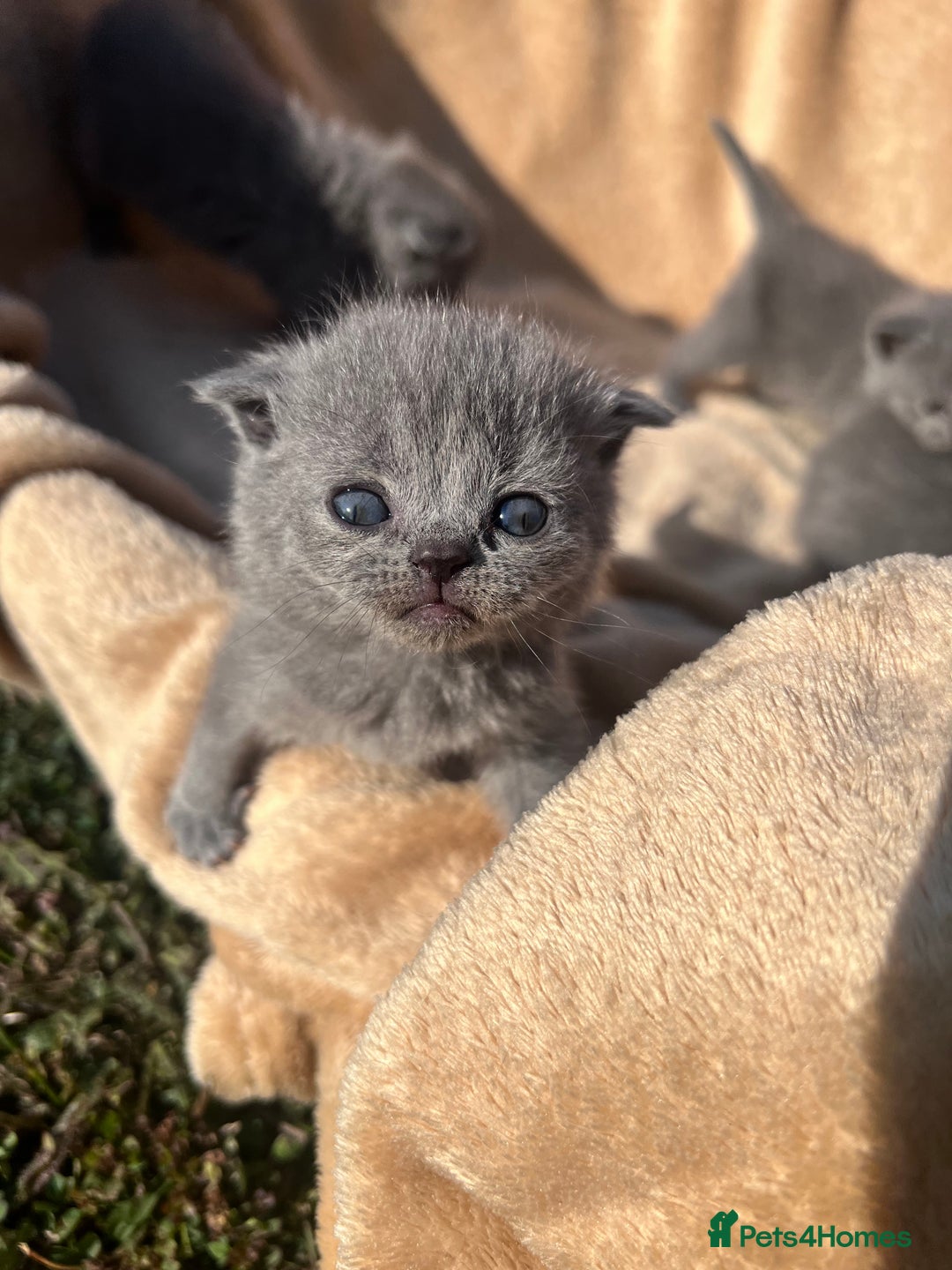 British Shorthair cats for sale: British Shorthair  - Image 9