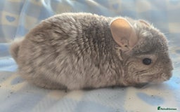 Chinchilla rodents for sale: Young adult and baby chinchillas RPA/RPAC - Image 9