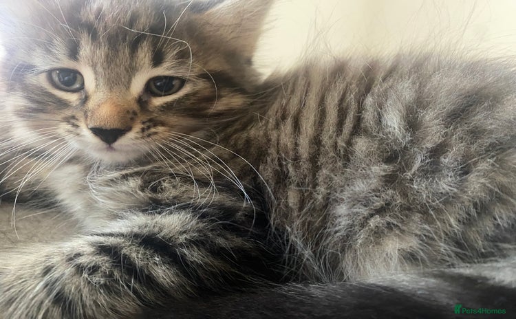 American Shorthair cats - Advert 3