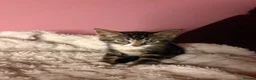 Mixed Breed cats for sale: Meet milo and kittens!  in Enfield - Advert 10