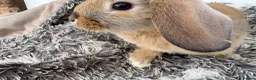 Mini Lop rabbits for sale: Beautiful Mini Lop Baby Rabbits🐇❤️ in Coalville - Advert 21