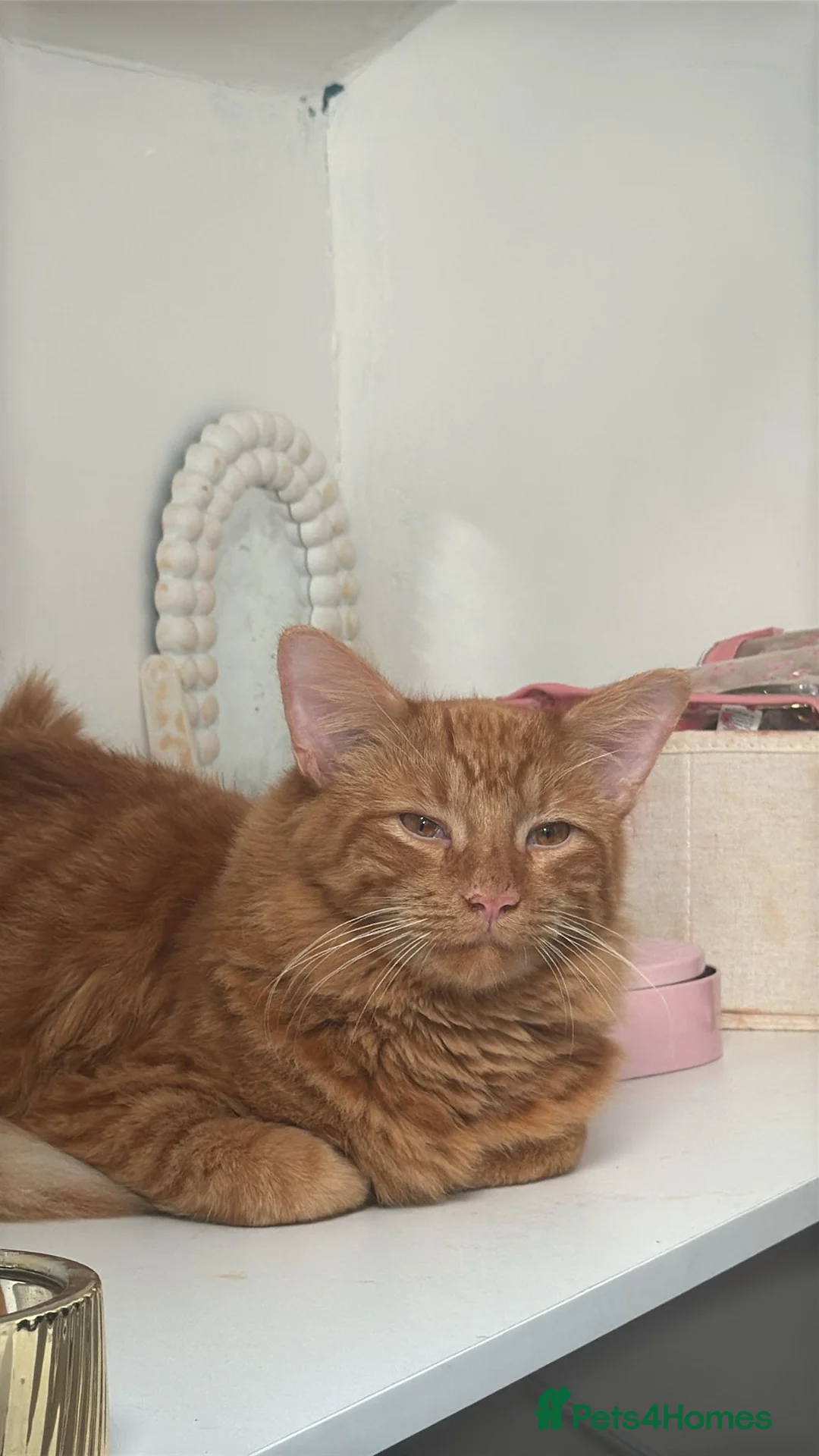 Bengal cats for sale: Male tabby ginger cat - Advert 2