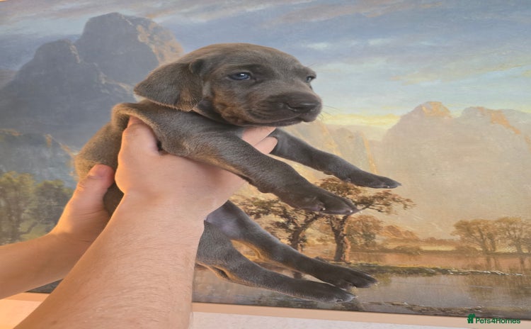 Weimaraner dogs - Advert 2
