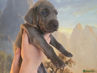 Weimaraner dogs - Advert 7