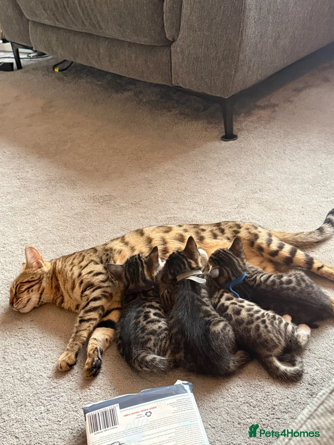 Bengal cats for sale: 4 x Beautiful Male Bengal Cross - Advert 1