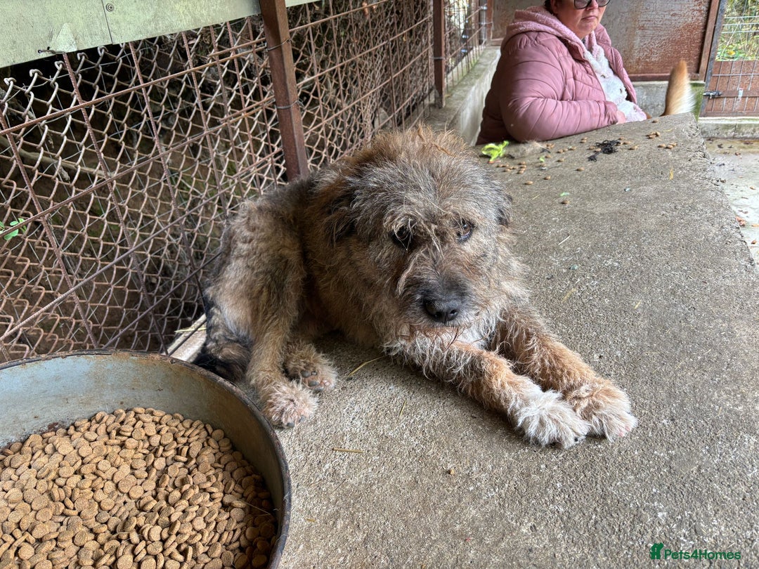 Mixed Breed dogs for adoption: 10 year old Fionn needs a retirement home  - Advert 3
