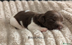 English Springer Spaniel dogs for sale: Springer Spaniel Puppies For Sale! - Image 7