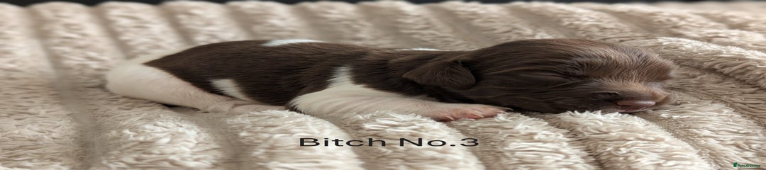 English Springer Spaniel Puppy 3
