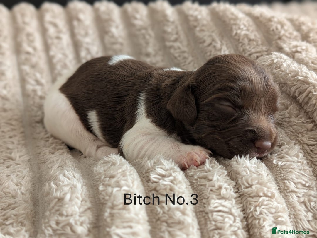 English Springer Spaniel dogs for sale: Springer Spaniel Puppies For Sale! - Image 7