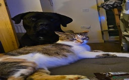 Mixed Breed cats for sale: Kittens are looking for homes  - Image 11