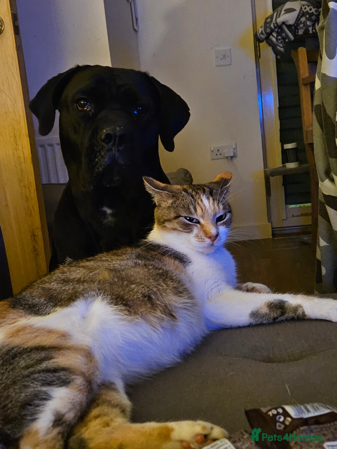 Mixed Breed cats for sale: Kittens are looking for homes  - Image 11