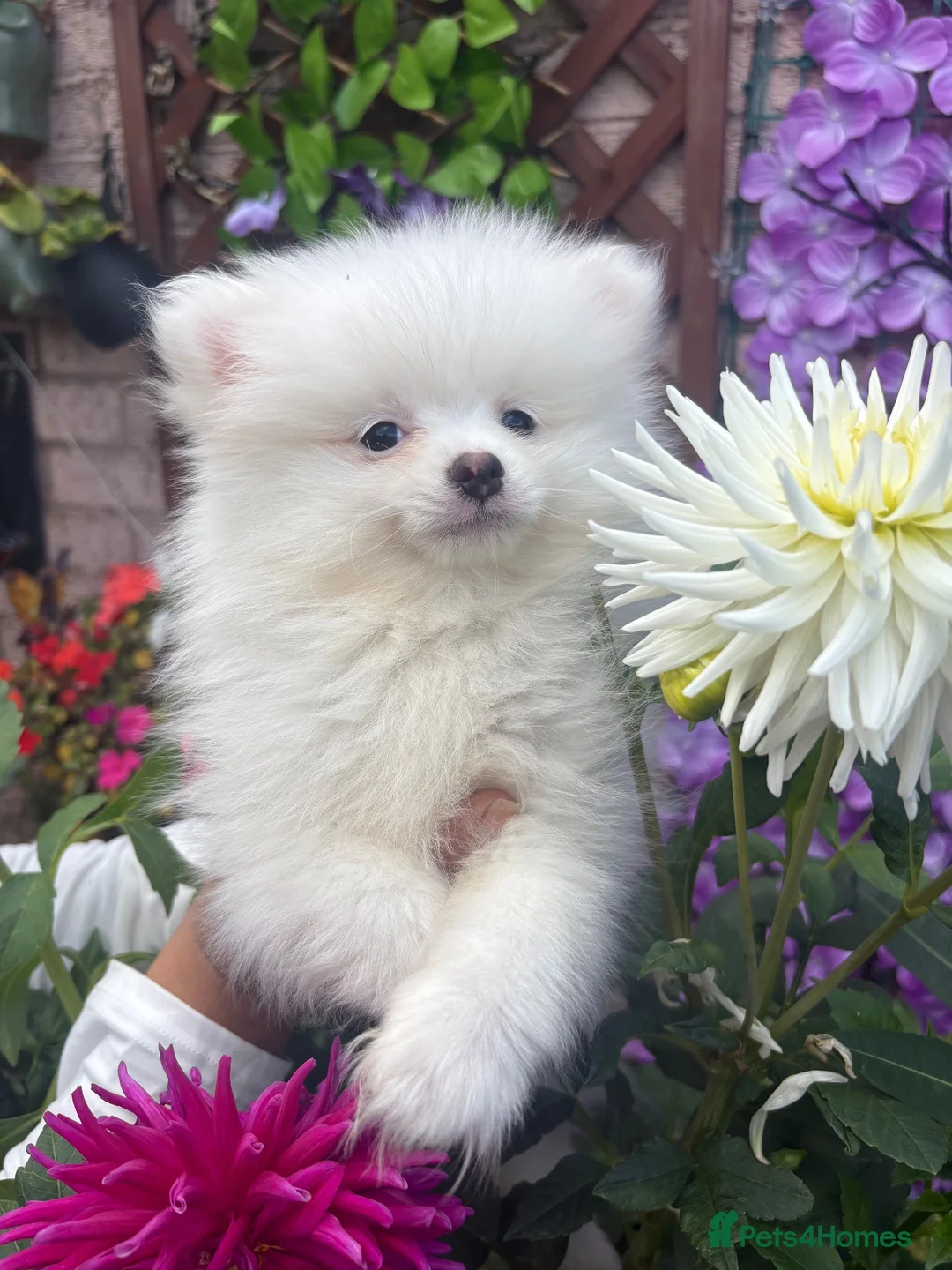 Pomeranian dogs for sale: Pomeranian puppies  - Advert 1