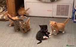 Mixed Breed cats for sale: Beautiful farm kittens  - Image 2