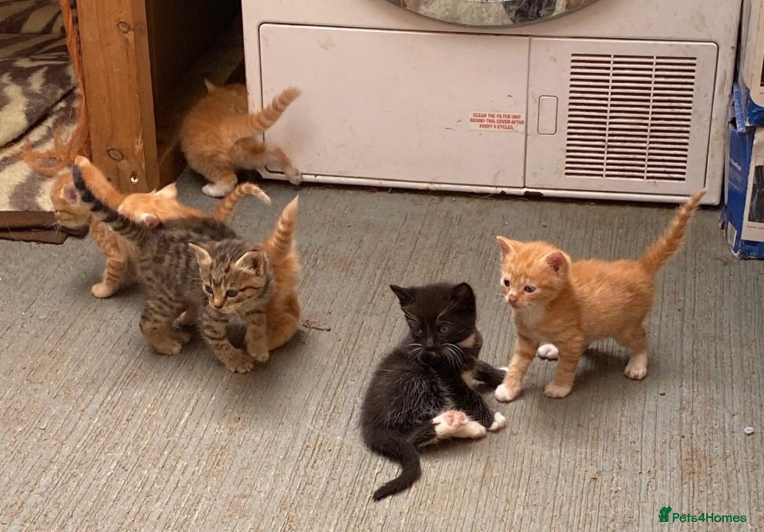Mixed Breed cats for sale: Beautiful farm kittens  - Image 2