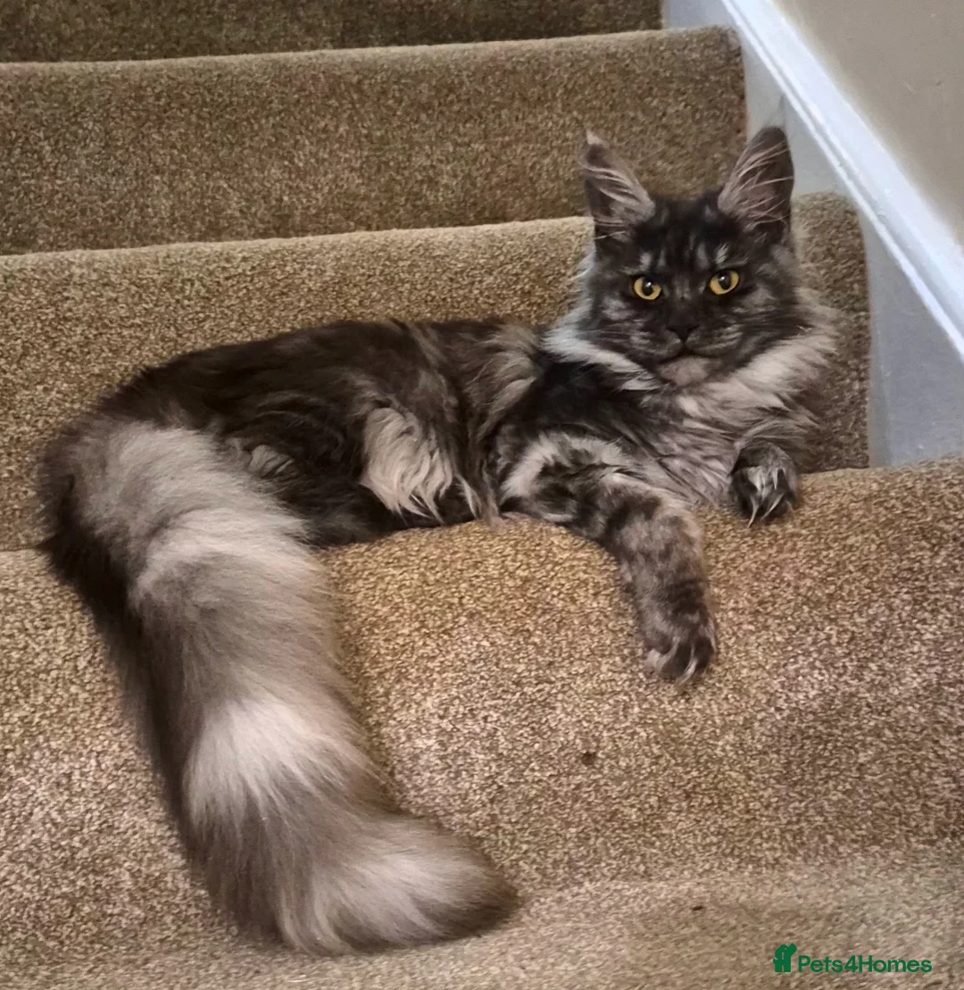 Maine Coon cats for sale: Active reg Black smoke female  - Advert 1