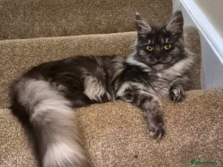 Maine Coon cats Active reg Black smoke female - Advert 1