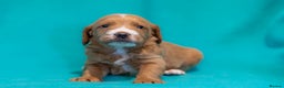 Mixed Breed dogs for sale: Beautiful litter of Australian labradoodles  - Advert 19