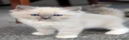 Ragdoll cats for sale: 🏆 GCCF Champion Ragdolls • Active Considered - Advert 30