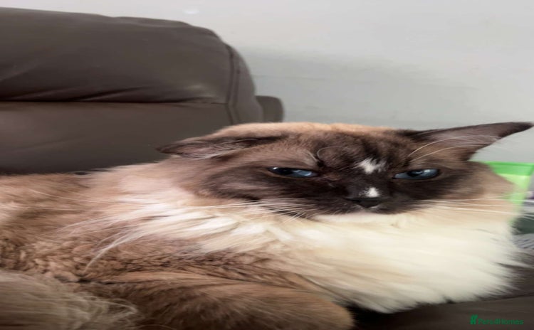 Ragdoll cats - Advert 4