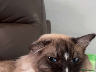 Ragdoll cats - Advert 2