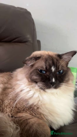 Ragdoll cats - Advert 4