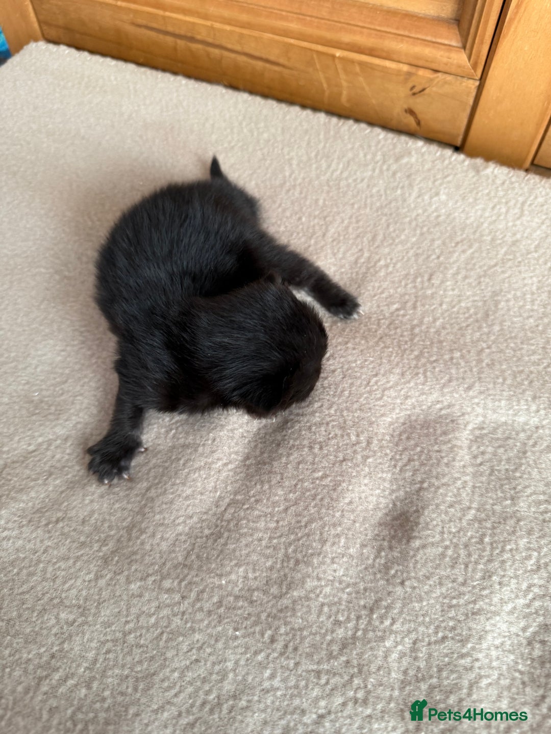 Mixed Breed cats for sale: Mixed breed tabby kittens  - Image 11