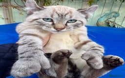 Bengal cats for sale: Breathtaking rare snow leopard  - Advert 2