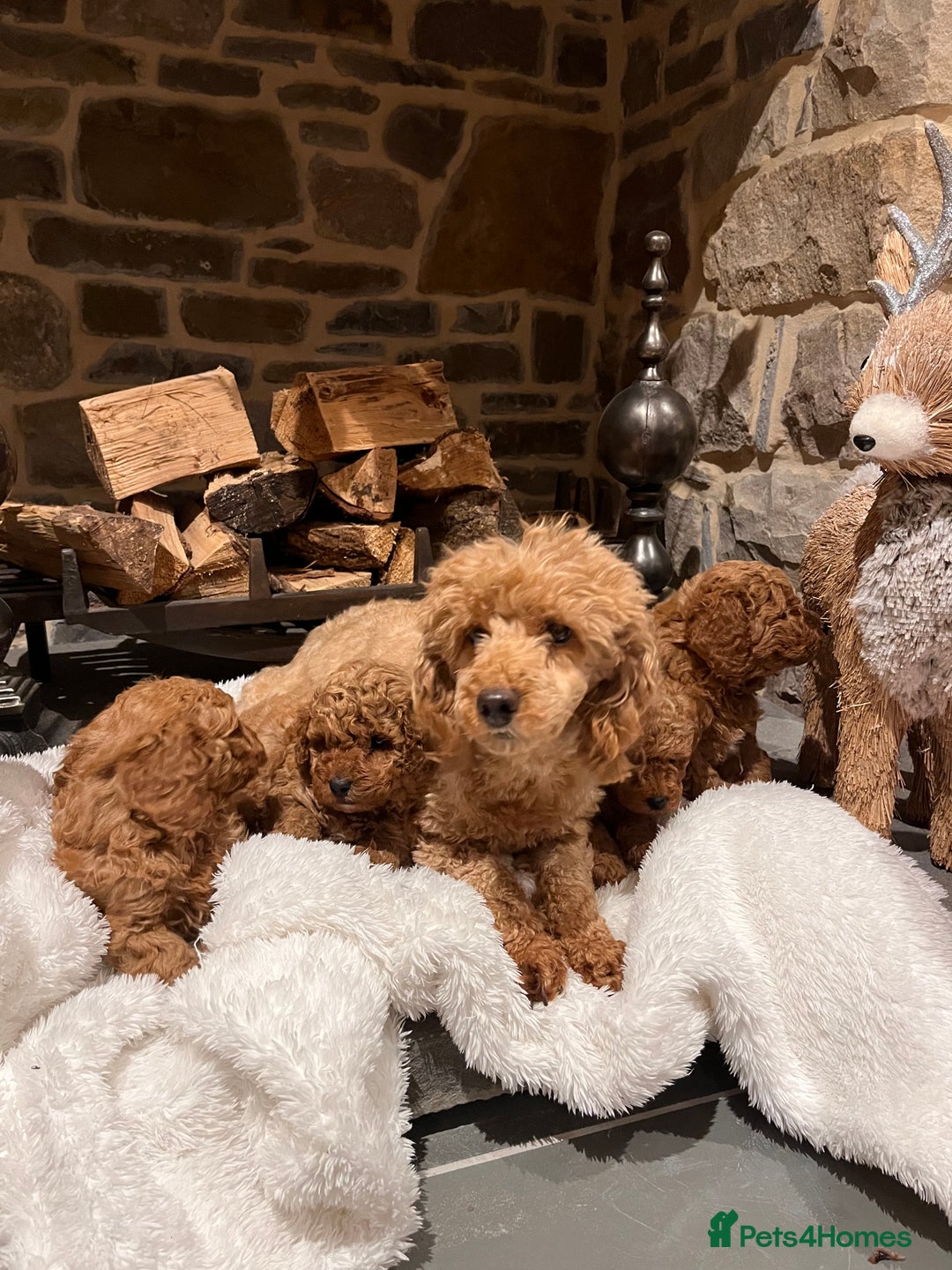 Toy Poodle dogs for sale: Stunning  Red Toy Poodle  puppies  - Advert 11