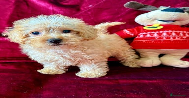Maltipoo dogs - Advert 8
