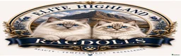 Ragdoll cats for stud: Lilac mitted Ragdoll stud proven  in Tain - Advert 2