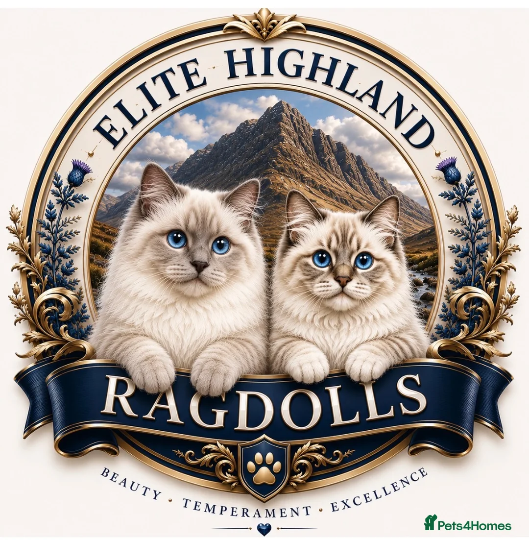 Ragdoll cats for stud: Lilac mitted Ragdoll stud proven  in Tain - Advert 2